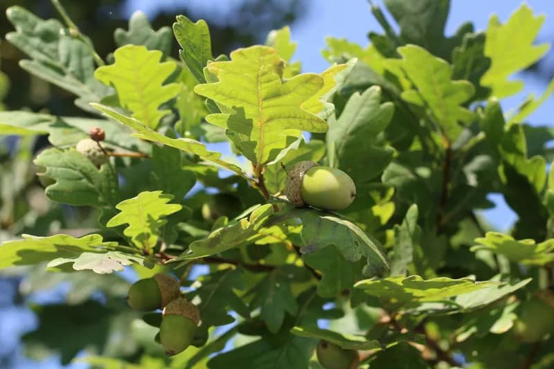 Trees' Climate Secret Unveiled: Photosynthesis Doesn't Guarantee Long-Term Carbon Storage