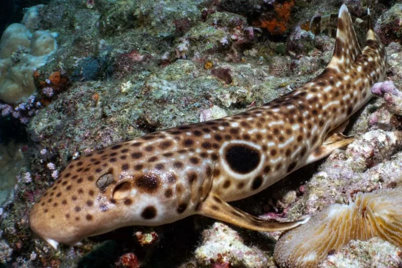 New Walking Shark Species Discovered in Papua New Guinea