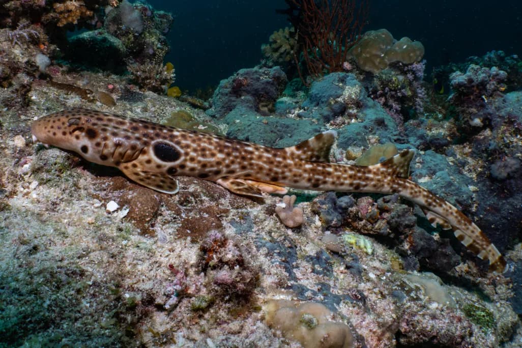 Descoperire: Nouă specie de rechin „mergător” în Papua Noua Guinee