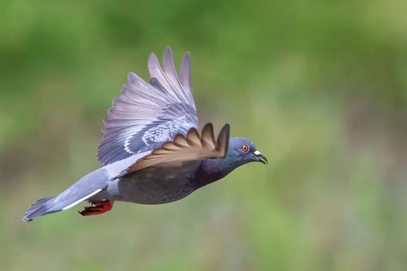 Pigeons Lock Their Eyes in Place During Flight