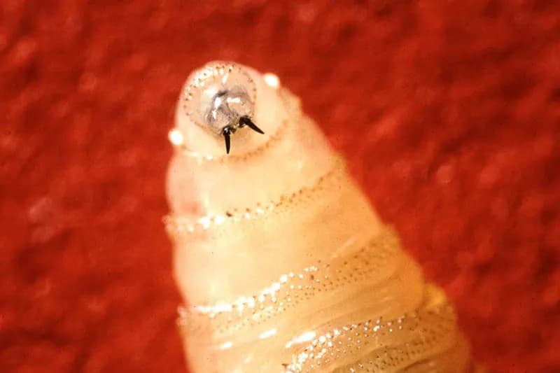 Metodă genetică pentru eliminarea completă a muștei screwworm