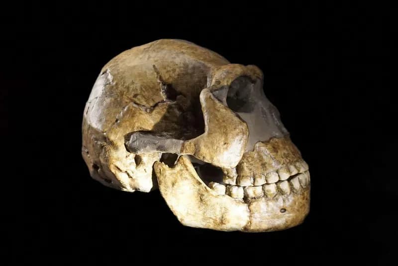 All Known Homo naledi Skeletons Identified as Female