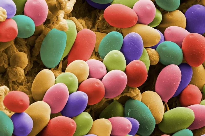 Psilocybin Sparks Speech Revival in Severe Alzheimer’s Patient