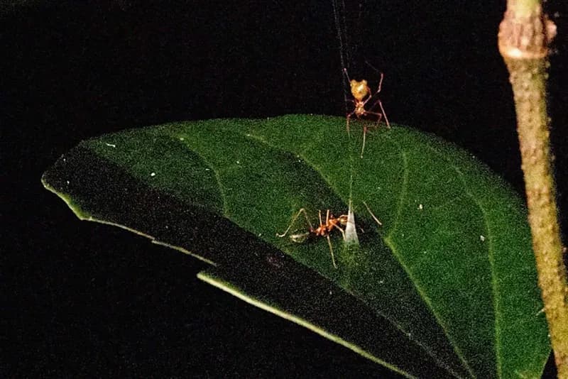 Newly Discovered Spider Uses Unique Catapult Trap to Capture Ants