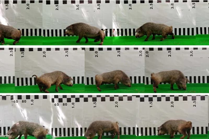 Fusogenic Neurosurgery Restores Mobility in Paralyzed Pigs, Paving Way for Human Trials