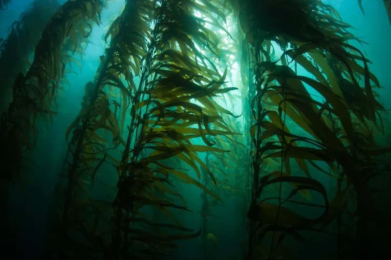 Îndepărtarea CO2 cu alge marine poate dezechilibra nutrienții oceanici