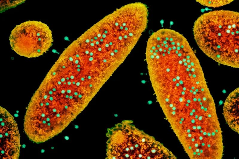 Genetically Engineered Phages May Harness Vaccine Immunity to Target Cancer