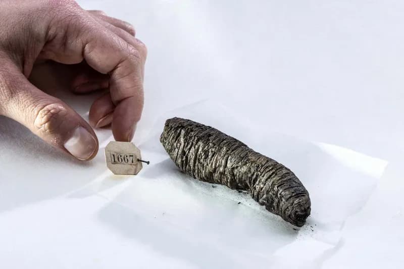 Ancient Philosophers' Lost Books Recovered Using AI from Herculaneum Scrolls