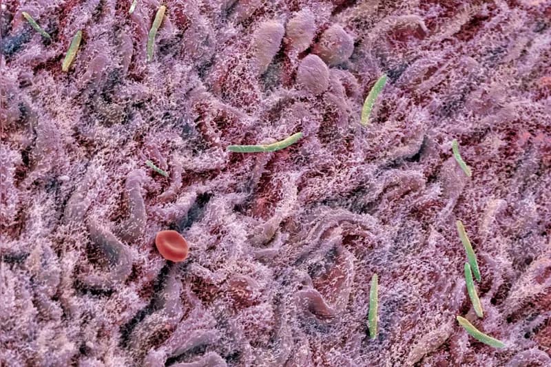 Faecal Transplants from Young Mice Improve Brain Plasticity in Older Mice