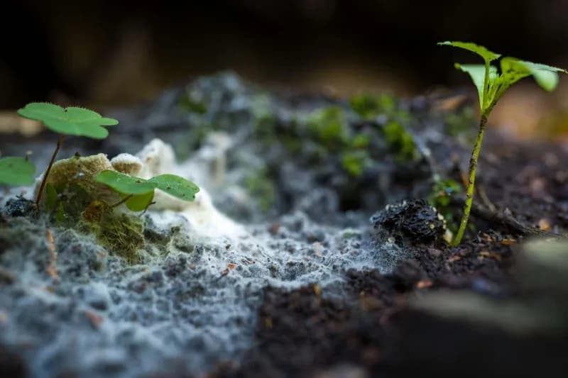 Harta Globală Dezvăluie Extinse Rețele Subterane de Ciuperci