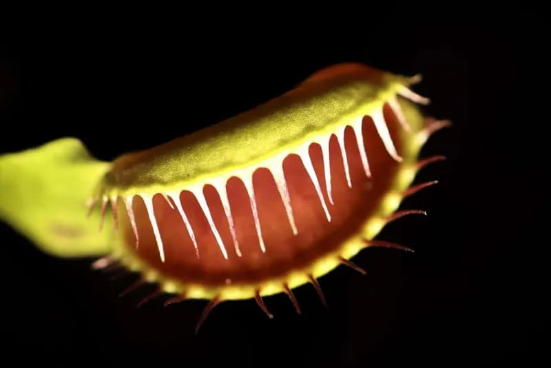 Noi descoperiri privind modul în care se închid capcanele plantei carnivore Venus