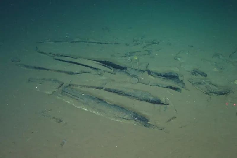 Deep-Ocean Expedition Uncovers Massive Fossil Whale Bone Site