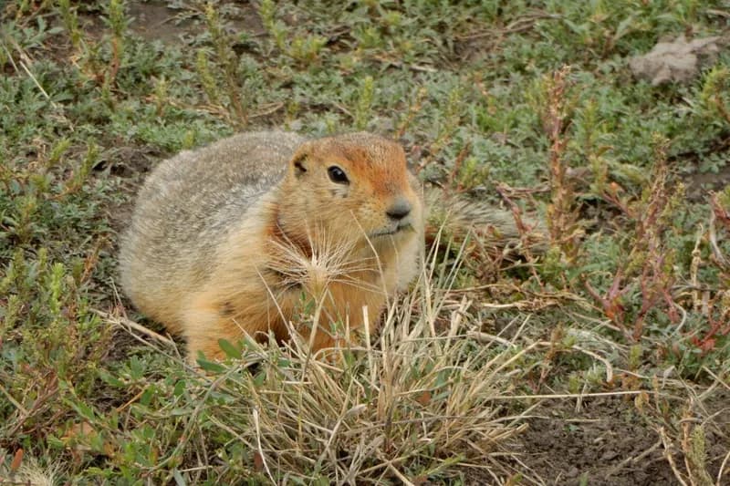 Frozen Squirrel Scat Unlocks Ancient Ecosystem DNA