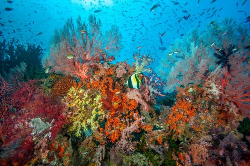 New Interventions Offer Hope for Coral Reef Recovery