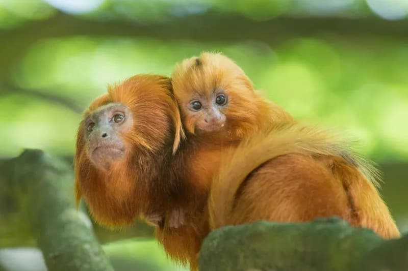 Nașterea dificilă este comună la multe specii de primate, nu doar la oameni