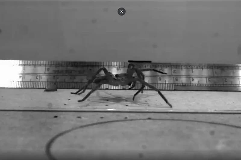 Spider Speed Record: Fastest Species Reaches 3.5 m/s