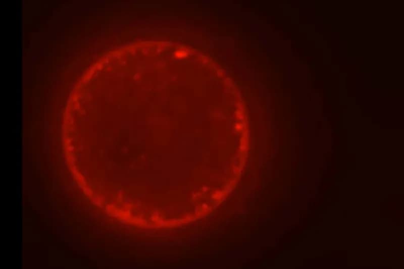 Biologia sintetică avansează cu SpudCell, un pas înainte în definirea vieții