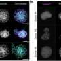 Unlocking the Immune System: Forcing Cancer Cells to Self-Destruct for a Powerful Attack