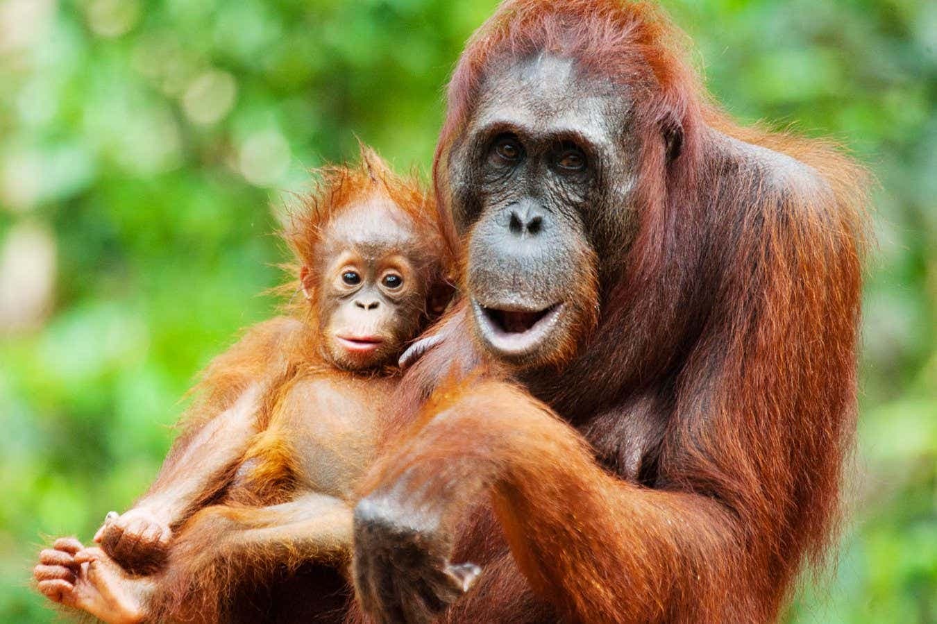 Orangutan Mothers Mastermind Playdates for Young, Study Reveals