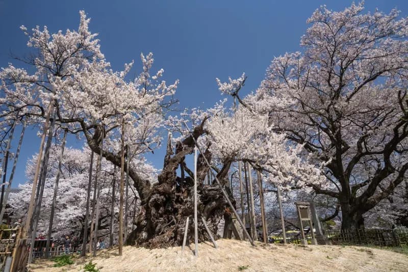 Lecția de reziliență a arborilor milenari: Perspectiva fascinantă a scriitoarei Aya Koda