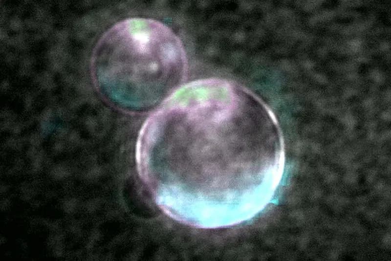 SpudCell Unveiled: The Partially Self-Replicating Cell Blurring Lines of Life
