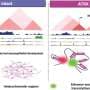Descoperire Crucială în Cancerul Cerebral: O Mutatie a ADN-ului Dezvăluie O Nouă Țintă Terapeutică pentru Gliom