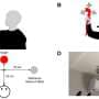 VR Unlocks Secrets of Human Material Perception