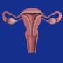 Îmbătrânirea uterină afectează succesul sarcinii după vârsta de 49 de ani, în ciuda utilizării ovocitelor donatate