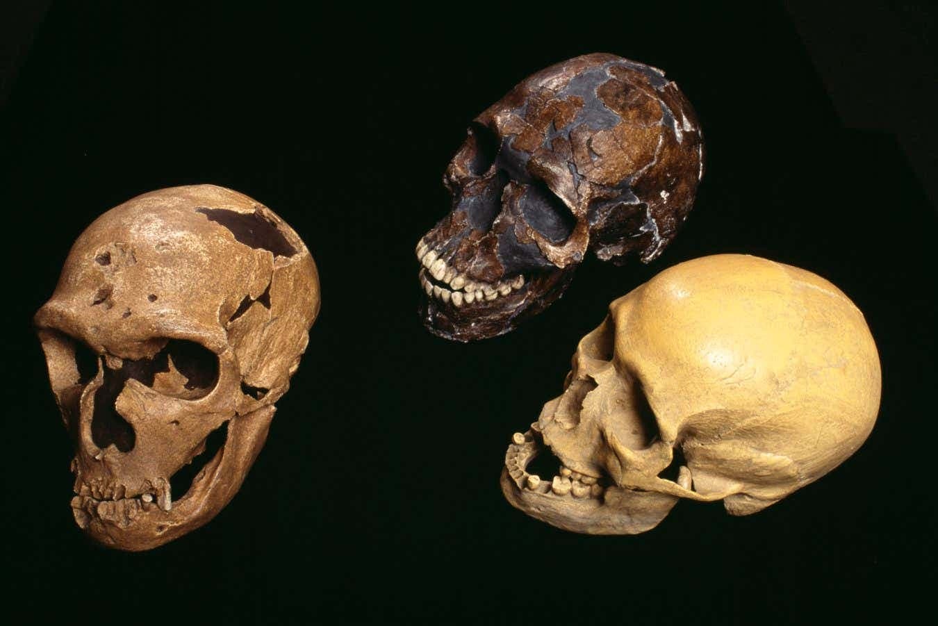 New Research Suggests Human Brain Expansion May Lack Evolutionary Purpose
