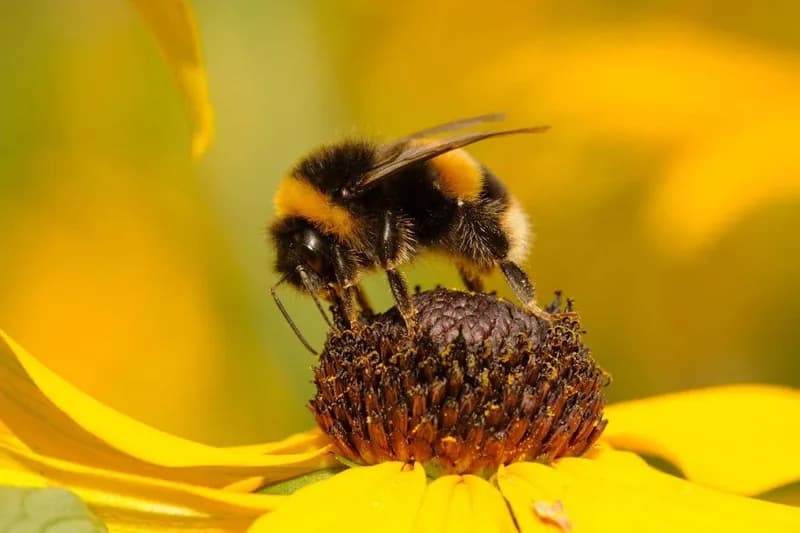 Bumblebee Facial Movements Suggest Complex Internal States