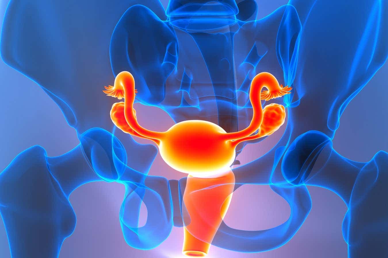 Post-Menopausal Ovaries May Shift Identity to Drive Inflammation