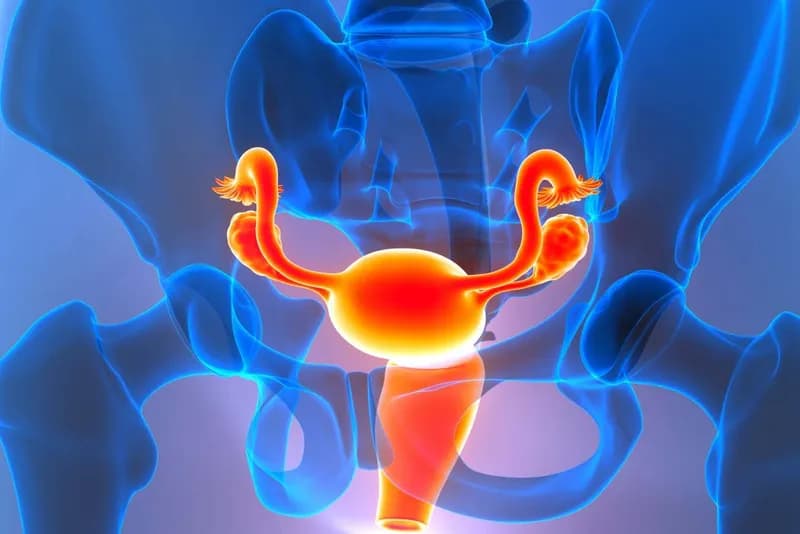 Post-Menopausal Ovaries May Shift Identity to Drive Inflammation