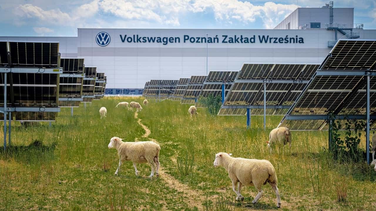Volkswagen Deploys 100 Sheep to Replace Lawnmowers at Polish Factory