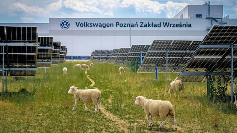 Volkswagen înlocuiește mașinile de tuns iarba cu 100 de oi la o fabrică din Polonia