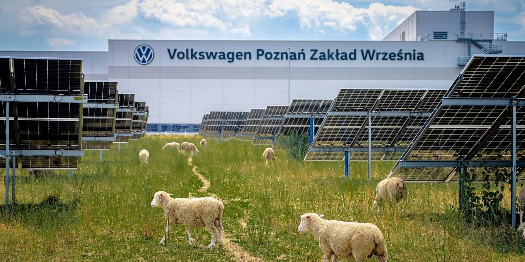 Volkswagen apelează la o turmă de 100 de oi pentru întreținerea parcului solar din Polonia