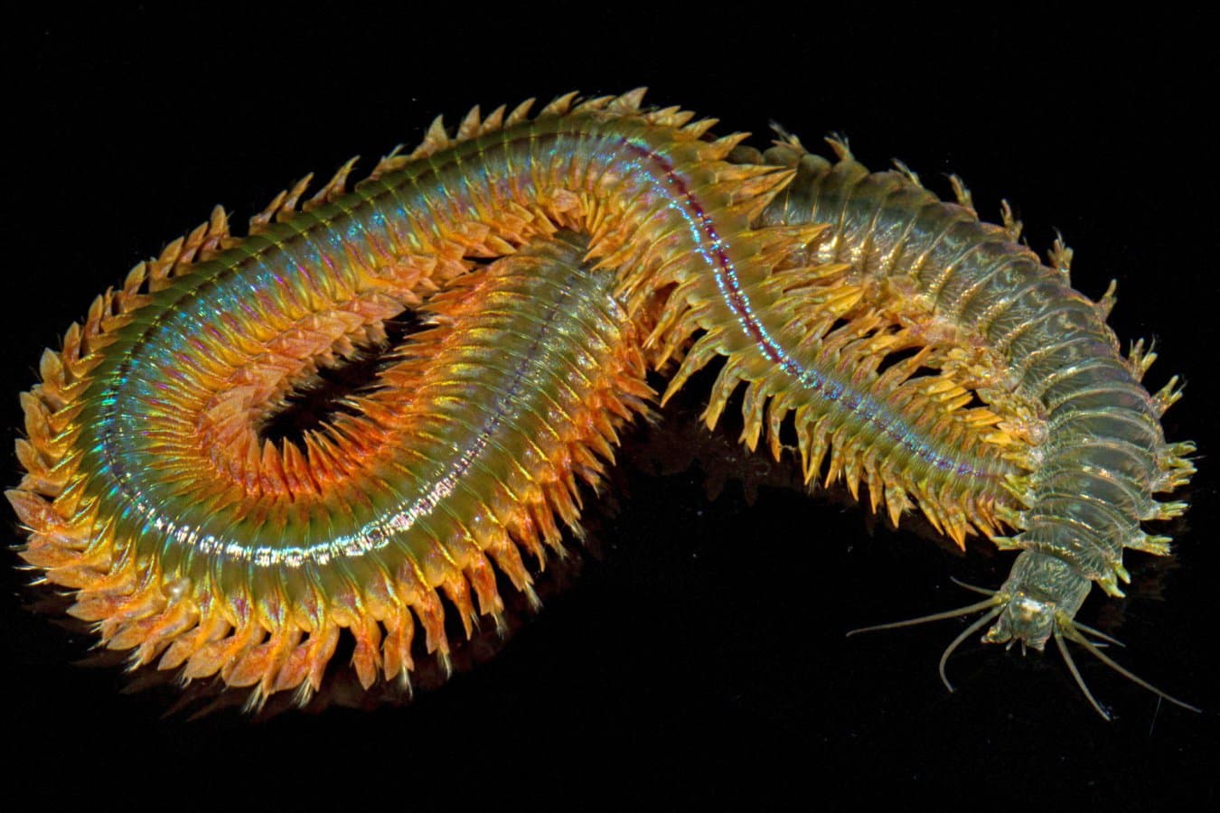 Un nou „bio-metal” descoperit în maxilarele viermilor marini