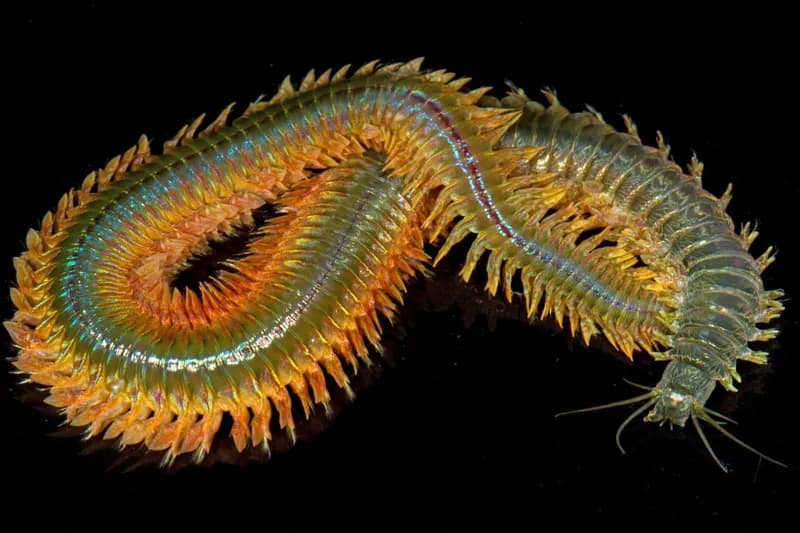 New 'Bio-Metal' Discovered in Marine Bristle Worm Jaws