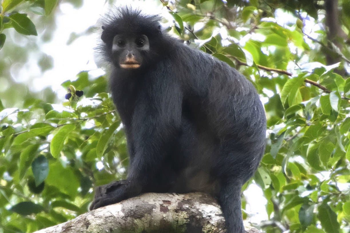 O nouă specie de maimuță Colobus negru identificată în bazinul fluviului Congo