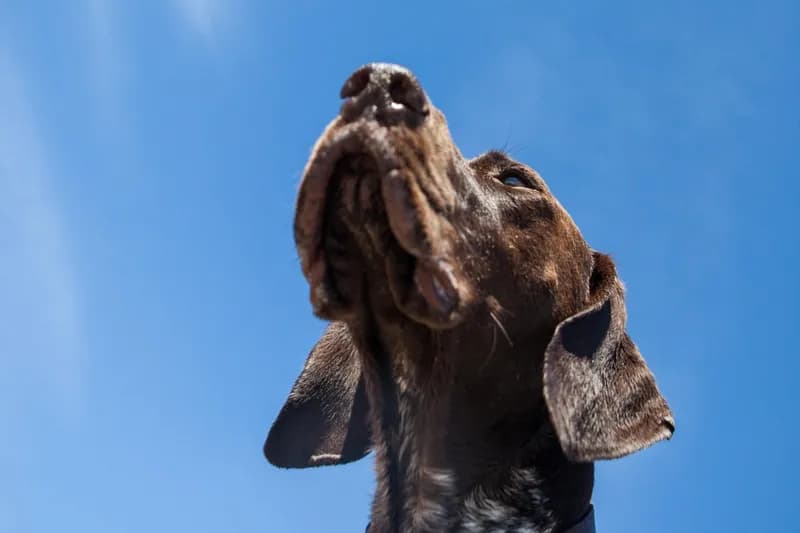 Mistere Naturale: Comportamentul Canin și Îndepărtarea Lunii de pe Orbită