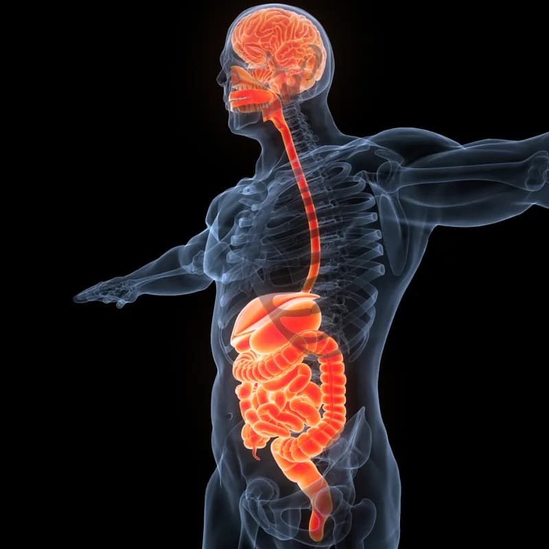 More Than a Gut Feeling: How Microbiomes Shape Mental Health