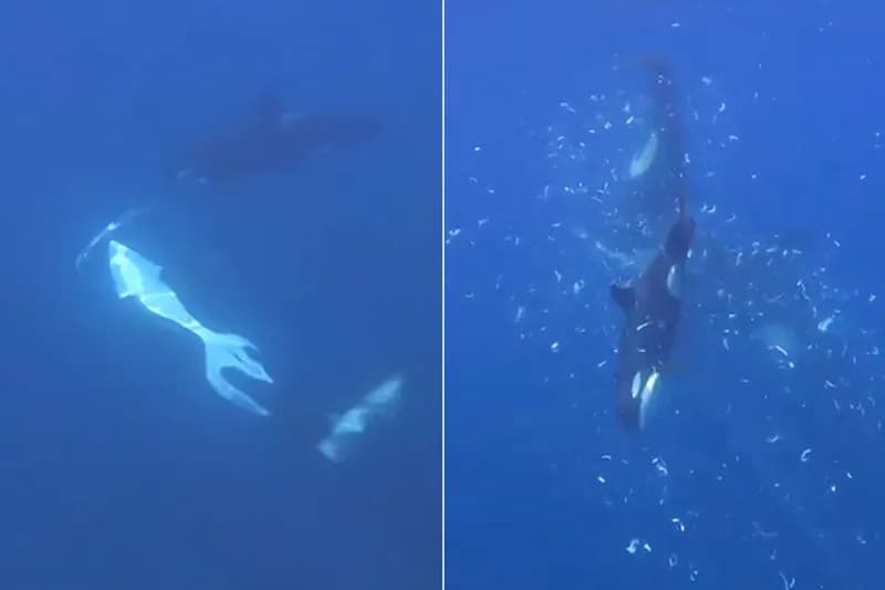 Orcas Observed Using High-Speed Impacts to Shatter Sunfish