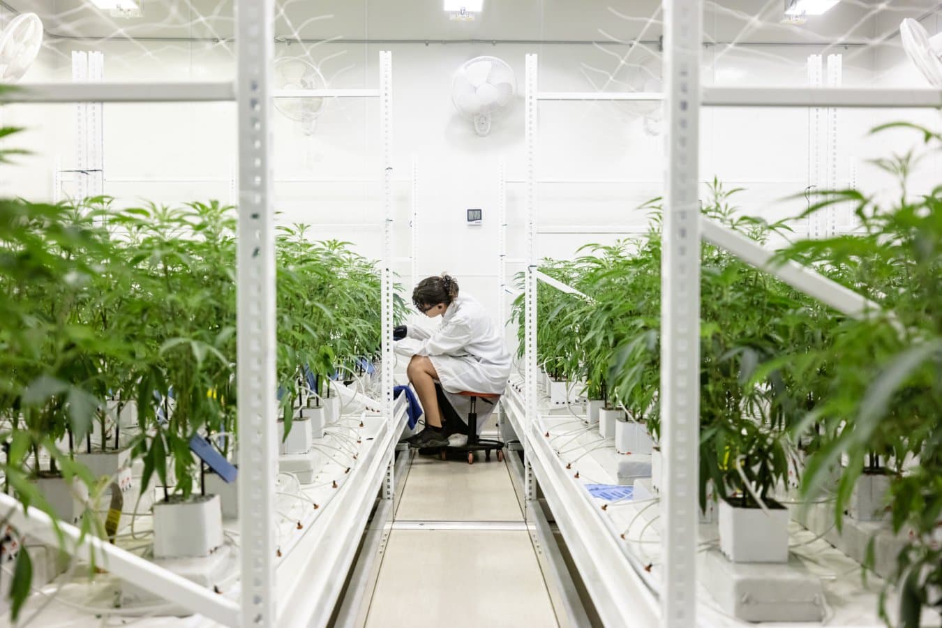 Acoustic Stimulation: Can Sound Frequencies Boost Crop Yields?