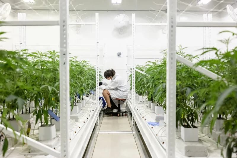 Acoustic Stimulation: Can Sound Frequencies Boost Crop Yields?