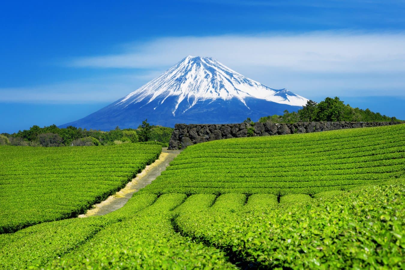Genomica ar putea fi cheia pentru salvarea ceaiului Matcha de efectele schimbărilor climatice
