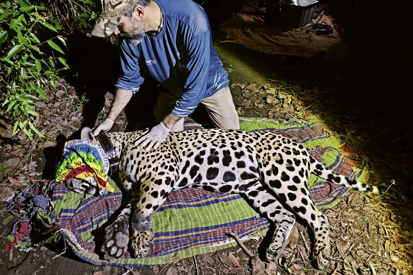 Un jaguar a finalizat o călătorie remarcabilă de 2.100 de kilometri prin Amazon