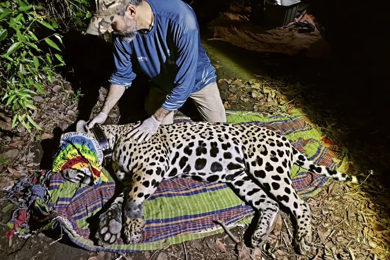 Un jaguar a finalizat o călătorie remarcabilă de 2.100 de kilometri prin Amazon