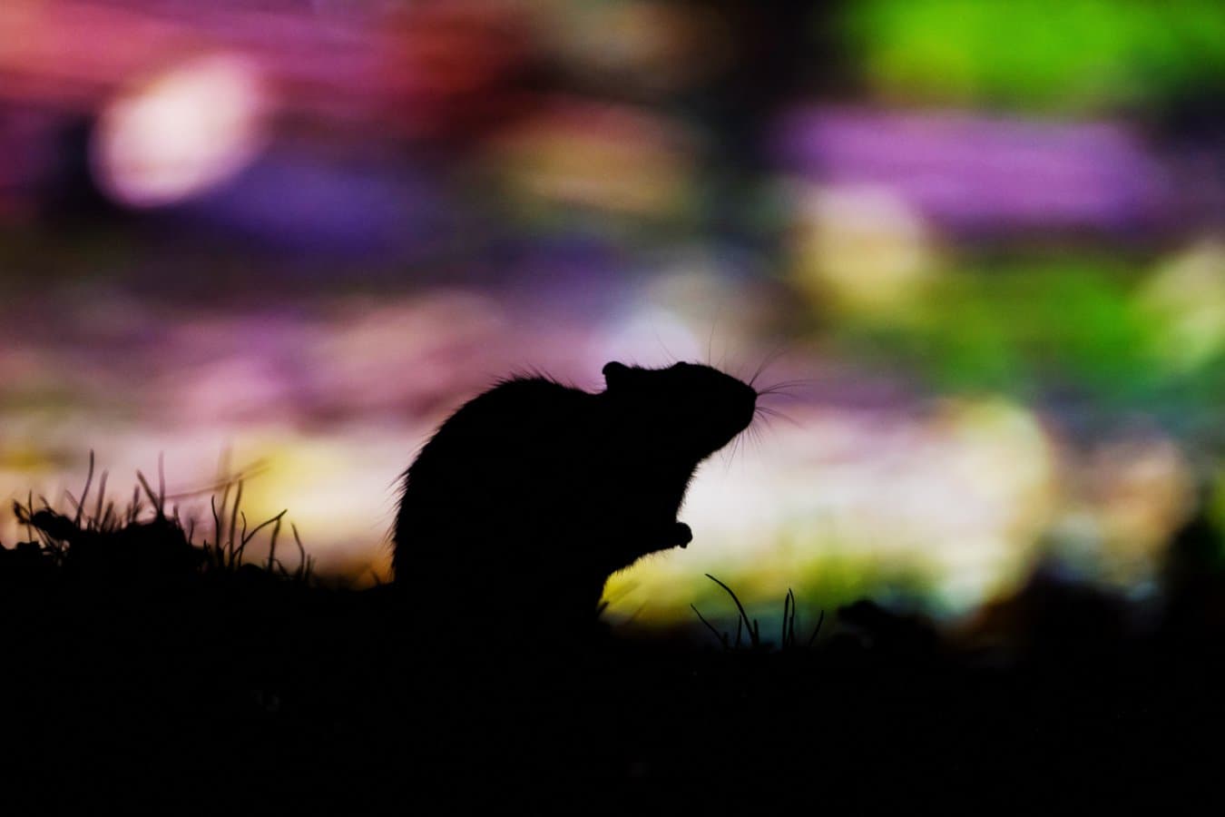 Victory Over Invasive Rodents: How an Irish Island Won Its War on Rats