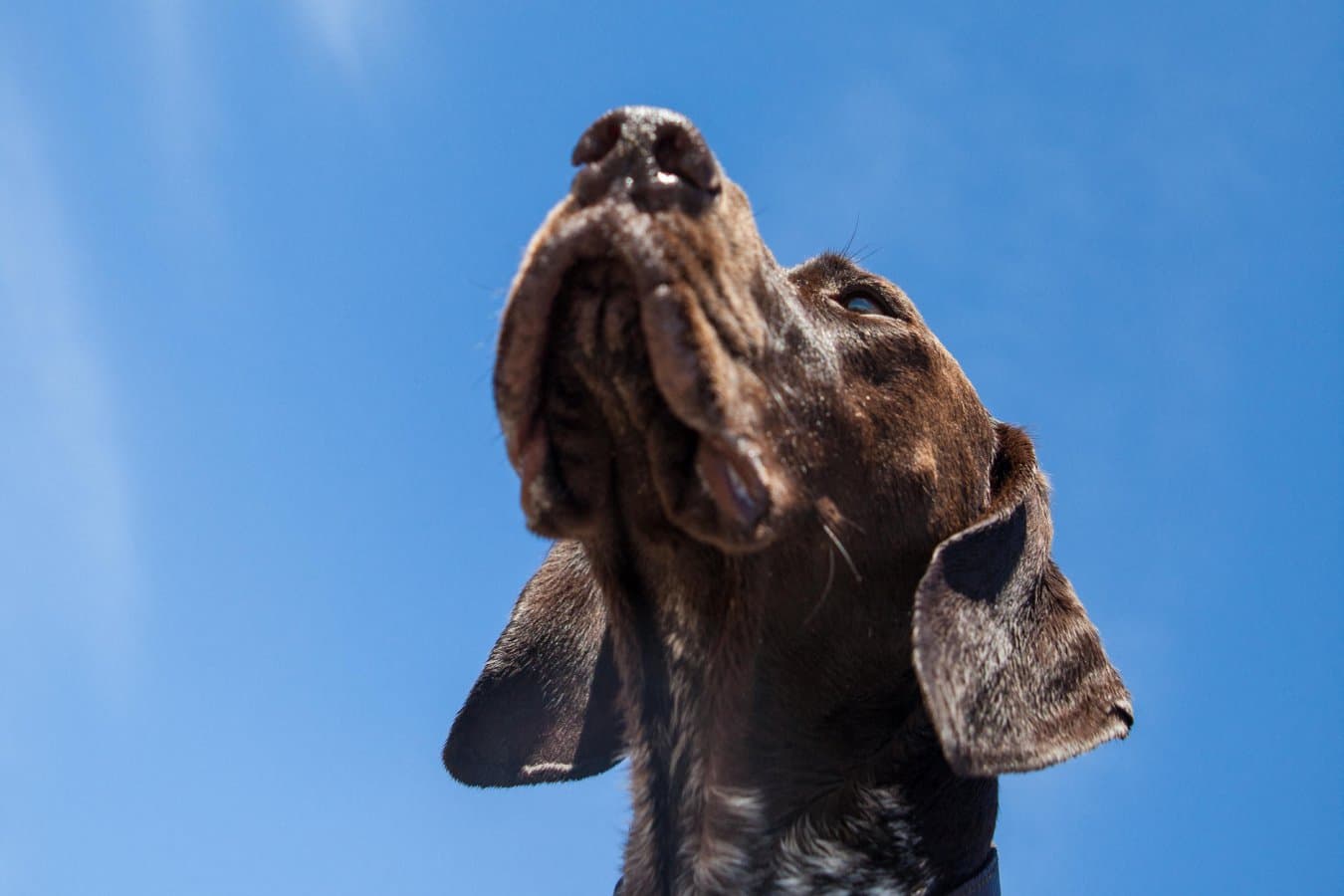 Dog Behavior Mystery: Why Some Canines Ignore Low-Flying Aircraft