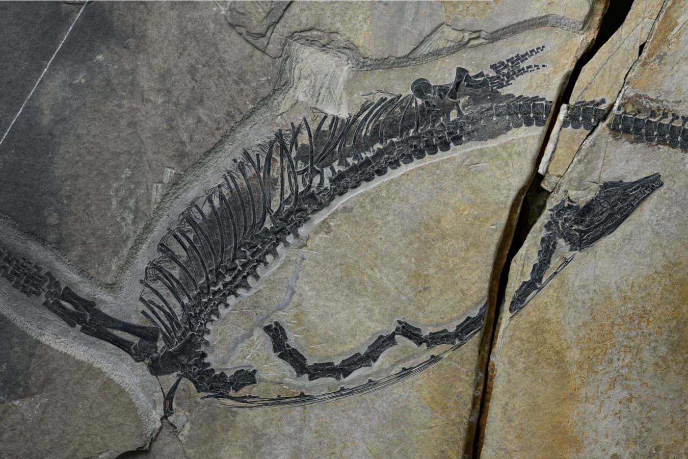 Stunning Fossil Reveals Internal Organs of 245-Million-Year-Old Marine Reptile