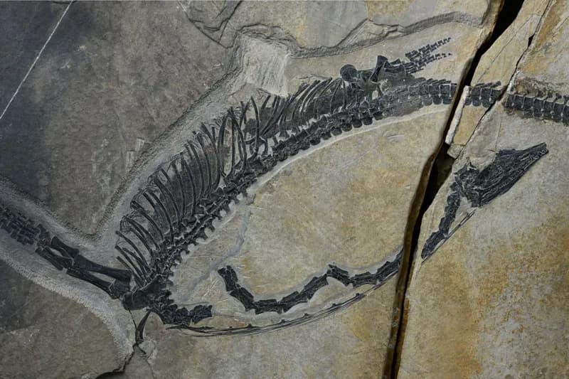 Fosilă uluitoare dezvăluie organele interne ale unei reptile marine vechi de 245 de milioane de ani